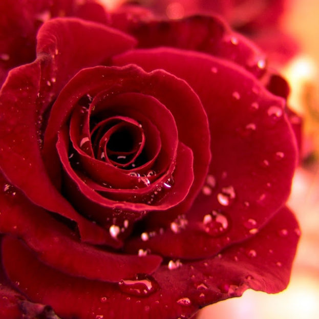 ورد أحمر فيس بوك Big Red Rose - صور ورد وزهور Rose Flower images